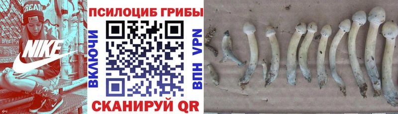 закладка  Енисейск  Галлюциногенные грибы Psilocybe 
